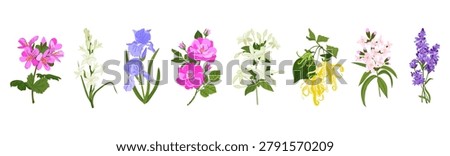 Vector plants for essential oil extraction. Lavender, lemon verbena, rose geranium and tuberose are used in aromatherapy. Jasmine, damask rose, iris and ylang-ylang are used in perfumes and fragrances