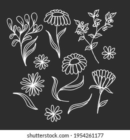 Plantas vectoriales, flores, hojas, camomila