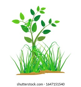 Vektorillustration von Pflanzen und grünem Gras gibt es einzelne Grashüpfer auf weißem Hintergrund. Illustration-Vektorillustration