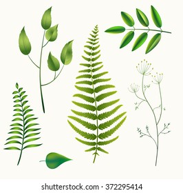 vector plants, green leaves