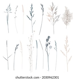 Vector  plants and herb set illustration. Watercolor illustration.