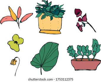 VECTOR PLANTS, POTS AND VASES, HERBS ILLUSTRATIONS flowers graphic isolated elements ungrouped - parsley, leaves and pepper