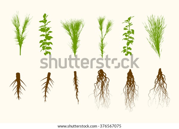 ベクター植物と根のセットイラスト のベクター画像素材 ロイヤリティフリー
