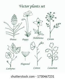 Vector plants set ( poppy, protea, helleborus,
carum , lathyrus ,hogweed, cotton, lunarium)