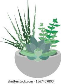 vector plants, succulents in a pot, succulents, Gasteria, ehveria, haworthia, cactus in a pot, vector on a white background