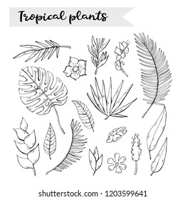 Vector plants .Tropical plants set,collection isolated on a white background,with flovers and leaves,monstera,palm branch,gibiscus ,exotic plants.Vector hand draw  tropical plants object clip art over