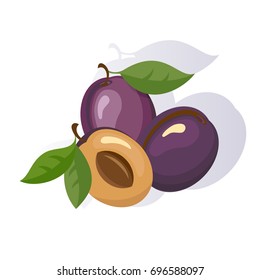 Vector Plum Colorful Illustration Isolated on White Background.