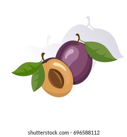 Vector Plum Colorful Illustration Isolated on White Background.