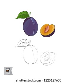 Vector Plum Fruit Sketched and in Color Illustration that is Hand Drawn and Highly Detailed Line Art