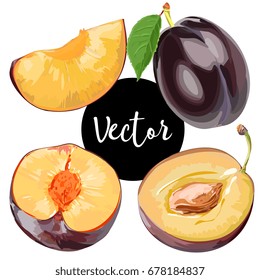 Vector Plum Illustration Set