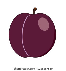 Vector plum isolated on white background.