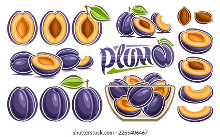 Vector Plum Set, horizontal banner with lot collection of cut out illustrations fruit still life composition, ripe organic chopped plums in transparent dish, many different purple fruits and text plum