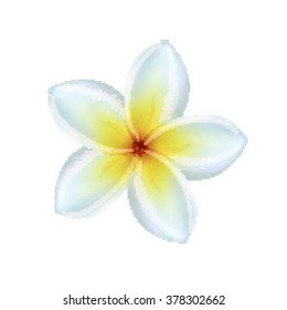 Vector plumeria flower