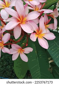 vector Plumeria flower illustration template