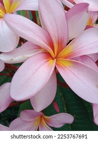 vector plumeria flower illustration template