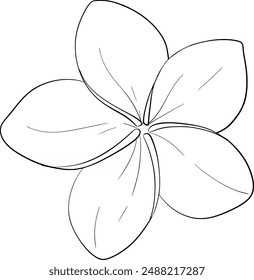 Vector plumeria flower. Tropical exotic frangipani flower. Graphic illustration drawn by hands