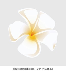 Vector plumeria tropical flower illustration on white background.