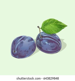 Vector plums with leaves. Vector realistic illustration. On light green background. Design for grocery, farmers market, natural cosmetics, summer garden design element.