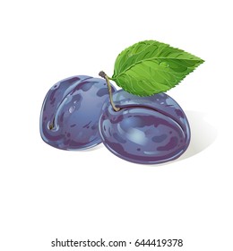 Vector plums with leaves and water drops. Vector realistic illustration. On light green background. Design for grocery, farmers market, natural cosmetics, summer garden design element.