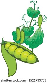 vector pods of green peas and scattered pea beans. healthy organic food illustration.