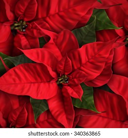Vector Poinsettia Flowers. Background For Decoration