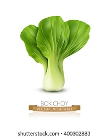 vector Pok Choy isolated, on white background 
