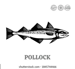 Vector pollock fish illustration isolated on a white background