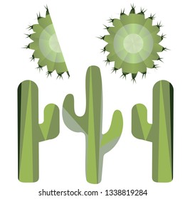 Vector Polygon Desert Cactus Pland and Crossection Illustration. Professional Artwork.