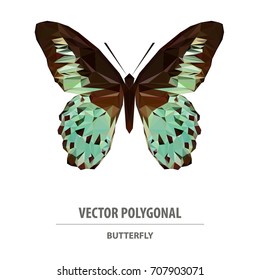 Vector polygonal butterfly. Low poly animal illustration. Triangle insect color image.