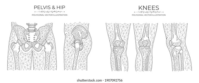 Vector Polygonal Pelvis And Knees. Anatomical Model Of The Pelvis, Hip Joint And Knee Joint.