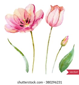 vector polygons watercolor tulip, isolated object