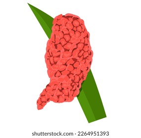 vector Pomacea canaliculata Lamarck eggs on rice leaves in a field