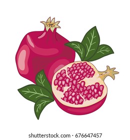 vector of pomegranate