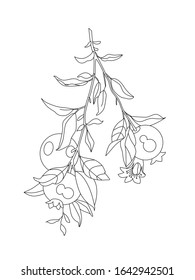 Vector pomegranate branch black and white engraved ink art. Fruits and leaves. Leaves of plants of a botanical garden, flower foliage.