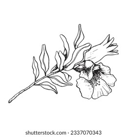 Vector pomegranate branch with flowers blossom and young fruit line illustration. Botanical sketch art for Jewish Rosh Hashanah New year greetings, natural cosmetics