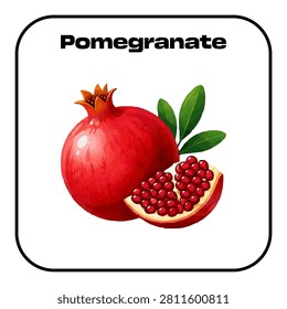 vector pomegranate fresh fruit background poster