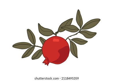 Vector pomegranate fruit with leaves illustration on white background. Jpeg in high resolution for floral design