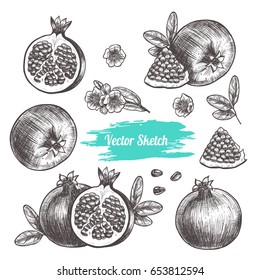 Vector pomegranate hand drawn sketch . Sketch vector  food illustration. Vintage style