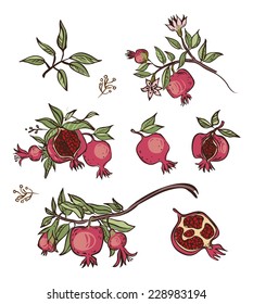 Vector pomegranate isolated background