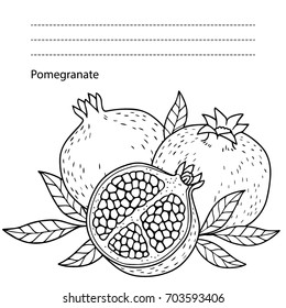 vector pomegranate on white background. hand drawn contur images