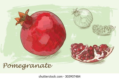 Vector pomegranate painting on background