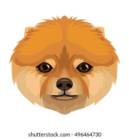 Vector pomeranian spitz dog face icon, beautiful portrait
