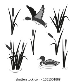 Vector pond set. Reeds and ducks isolated on white. 