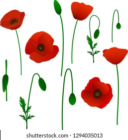 Vector poppies, different red poppy flowers