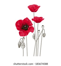 Coquelicots Dessin Images Photos Et Images Vectorielles De Stock Shutterstock