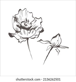 Vector poppy. Floral botanical flower. Wild spring leaf wildflower isolated. Vector wildflower for background, texture, wrapper pattern, frame or border