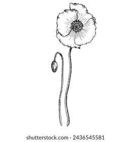 Vector Poppy flower. Hand drawn with black inks botanical illustration in outline style. Wild flower monochrome sketch. Floral drawing isolated on white background. For clip art greeting card