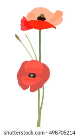 Vector poppy flower, hand painted draw isolated on white background