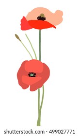 Vector poppy flower, hand painted draw isolated on white background
