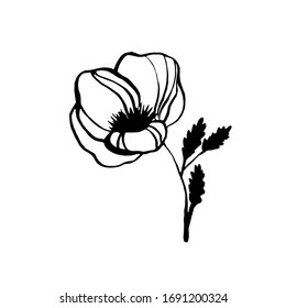 vector poppy flower, ink plant sketch, hand drawing, black silhouette